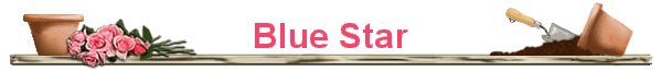 Blue Star